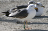 ad LBBG in Januari-April, ringed in the Netherlands. (60208 bytes)